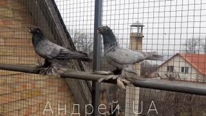 голуби узбекские челкари