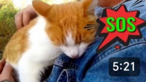 Шок. Соседи выкинули нашего кота, как ненужную вещь. Начинаем его поиски. Бакса с нами нет.