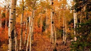 Музыка для сна, релакса, успокаивающая музыка для сна слушать