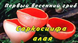 Саркосцифа алая или эльфийская чаша
