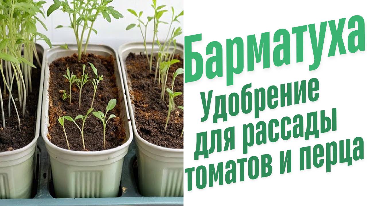 Удобрение для рассады томатов и перца.