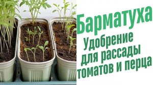 Удобрение для рассады томатов и перца.