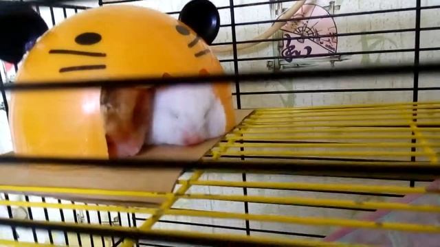 В двоем веселее! Хомяки спят - Hamsters are sleeping | Хомячуля: Secret Life Hamster - Pets