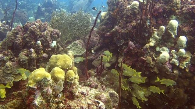 Доминикана | Карибское море