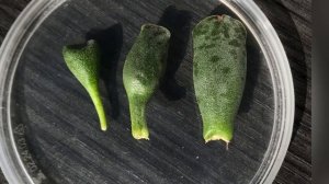 Розмноження адроміскусів з листа: від відділення листа до перших діток