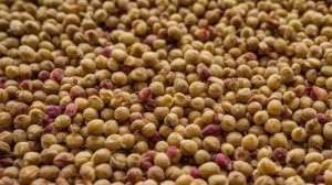 Гомфрена - Советы для цветника