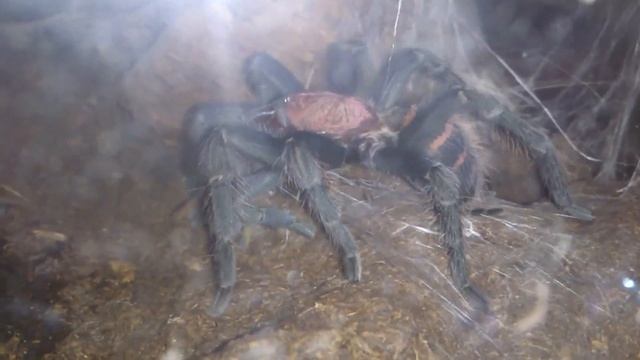 Cyclosternum fasciatum om nom nom nom смотреть онлайн