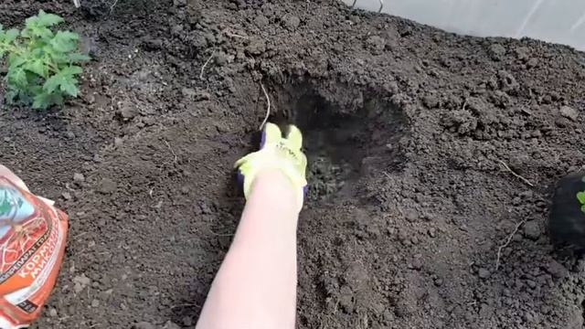 Киньте в лунку при посадке ТОМАТОВ, перцев, огурцов и сразу пойдут в рост, большой урожай, не болеют