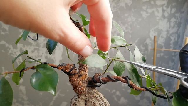 Фикус микрокарпа с развдоенным стволом. ЧАСТЬ 1.