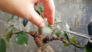 Фикус микрокарпа с развдоенным стволом. ЧАСТЬ 1.