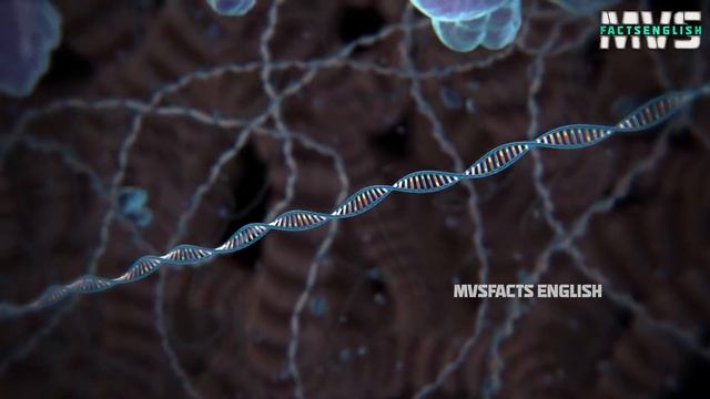 Sick Dog to 6 Pack Dog Wonder - Genome Crispr Editing | MVS Facts English смотреть онлайн