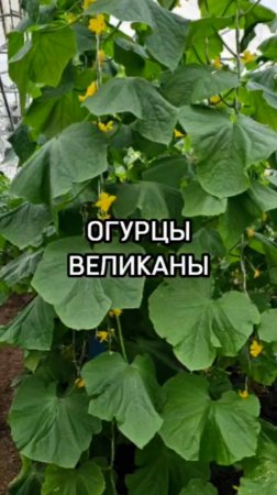 ОГРОМНЫЕ листья у огурцов! Это плохо или хорошо?