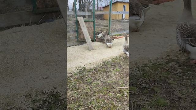 Провожаю гусей до загона, где их ждëт приятный сюрприз