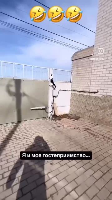 как кошка охраняет свой двор