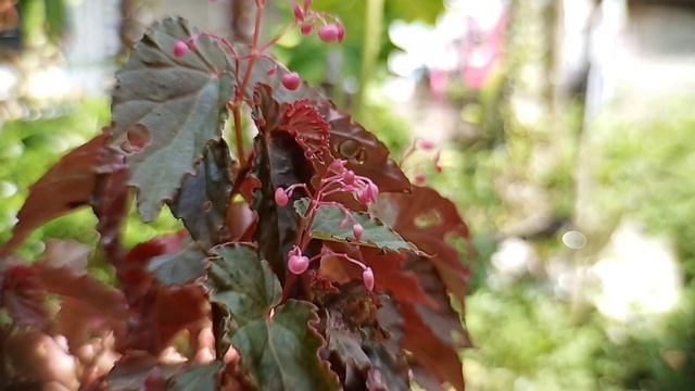 Infinix Note 10 Pro +Ulanzi 65mm Demo Test