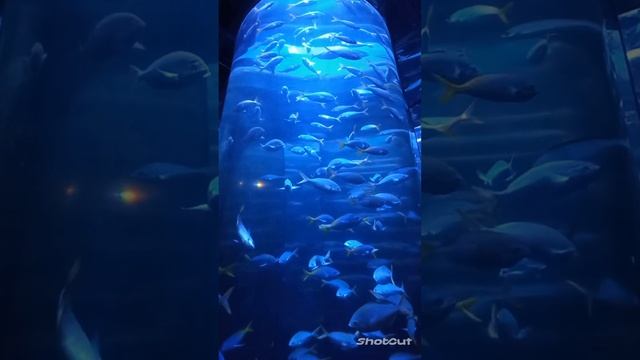 Санкт-петербургский Океанариум