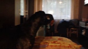 Собака воет на сирену))))