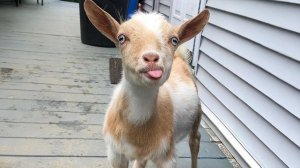 Почему козлы такие веселые?🐐