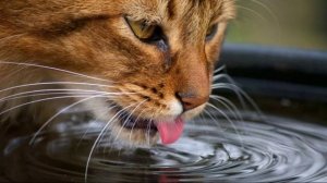 Кошка Пьет Воду. ASMR Звуки Воды Кот Пьёт, Лакает