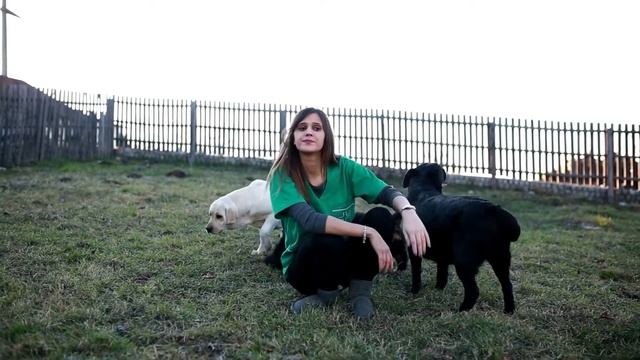 How To Adopt A Dog: The Ultimate Guide To Rescue Dogs смотреть онлайн