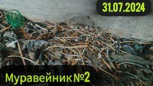 Обнаружил новый муравейник поликтен.