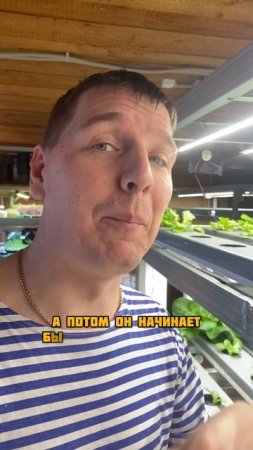 Салат растет