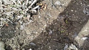 Работаем на лекарства/Можете повторять за мной