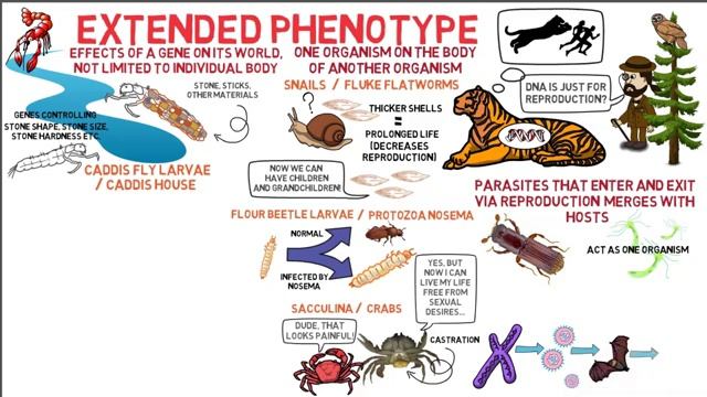 Selfish Gene_chapter-13 смотреть онлайн