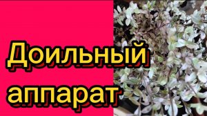 "ДЕРЕВЕНСКИЙ ДНЕВНИК"ПОПРОШАЙКА, ДОЙКА"
