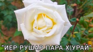 ИЕР РУШАР ПАРА Х|УРАЙ-Лезгинская песня. Лезги мани-Иер рушар пара хурай. Кьайи Булах #лезгинка