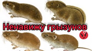 Грызуны съели кедры