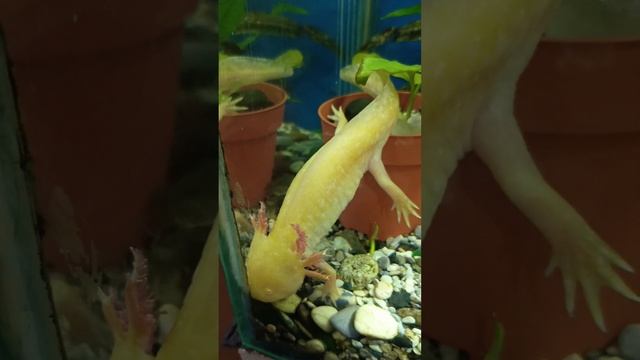 Семья аксолотлей