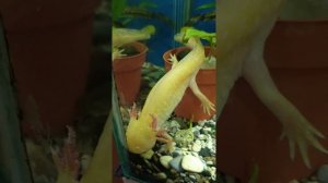 Семья аксолотлей