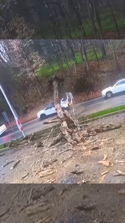 Дерево упало на машину. Девушка не пострадала.