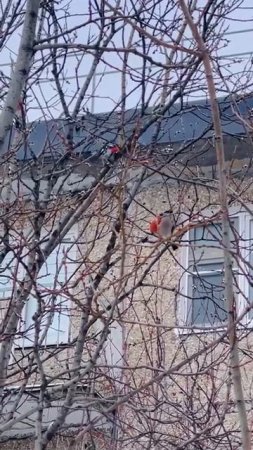 Снегири