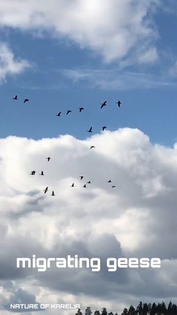Northern Karelia. Migrating geese / Северная Карелия. Перелётные гуси