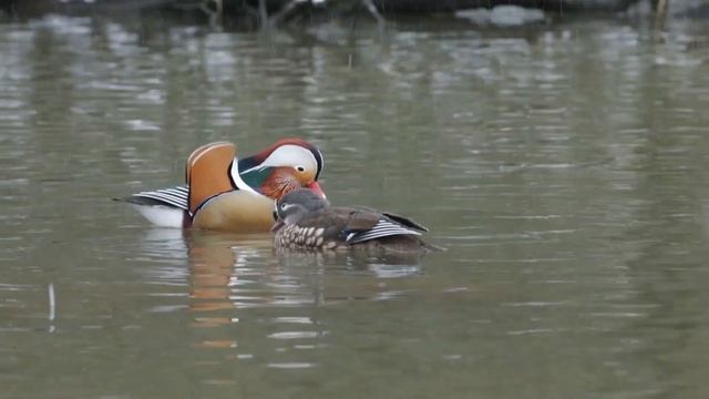 Bird Photography in Fleeting Snow - Staying Local (Canon 1DX & Canon EF 400mm F/5.6 Lens) смотреть онлайн