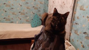 Кто в доме хозяин