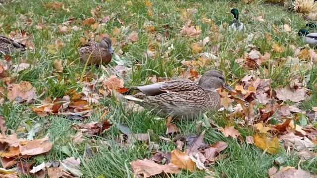 Возможно ли покормить одну отдельную утку? :) / Is it possible to feed one particular duck? :) смотреть онлайн