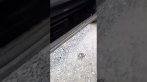 Китайские машины покоя не дают своим владельцам,весело вообще-то 😄