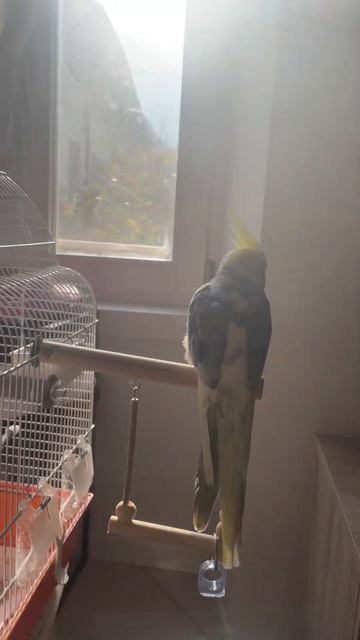 Попугай Корелла слушает музыку 🦜#folowme #shots #recommended #calopsita #parot #приручение #like