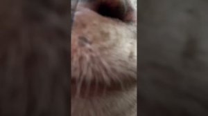 У каждого есть любимая собака