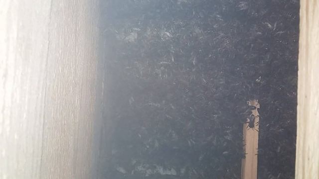 2 обработка щавелевой кислотой. японский улей