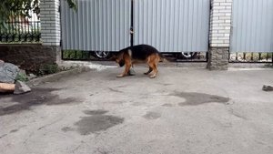 Немецкая овчарка играет с камнем!!