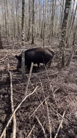 Охота на Кабана