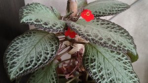 выращиваю цветы в деревне, мои комнатные цветы, жизнь в деревне