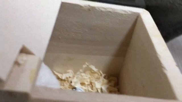 【閲覧注意】聞いた事がない声がします。エサを食べなくなったハムスター　看病10日目
