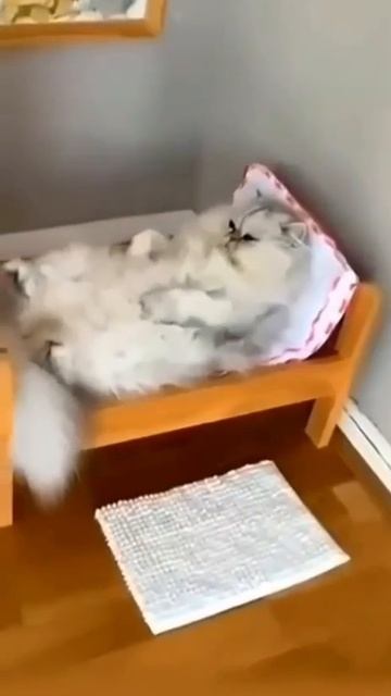 Современные коты🤣