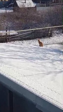 Апрель. Кот. Снег