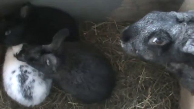 крольчата смотреть онлайн